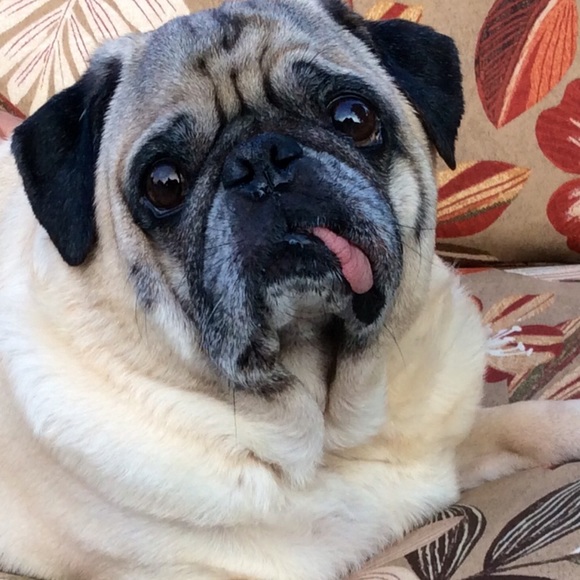 Meet your Posher, Sandy - Picture 2 of 5